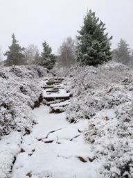 Hiver indien au Donon