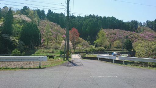 馬の文化があるようだ