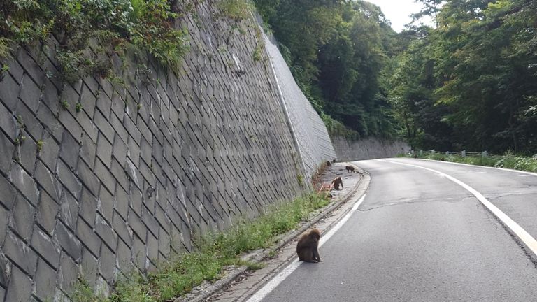 道路の両脇に🐒🐒🐒🐒🐒🐒🐒