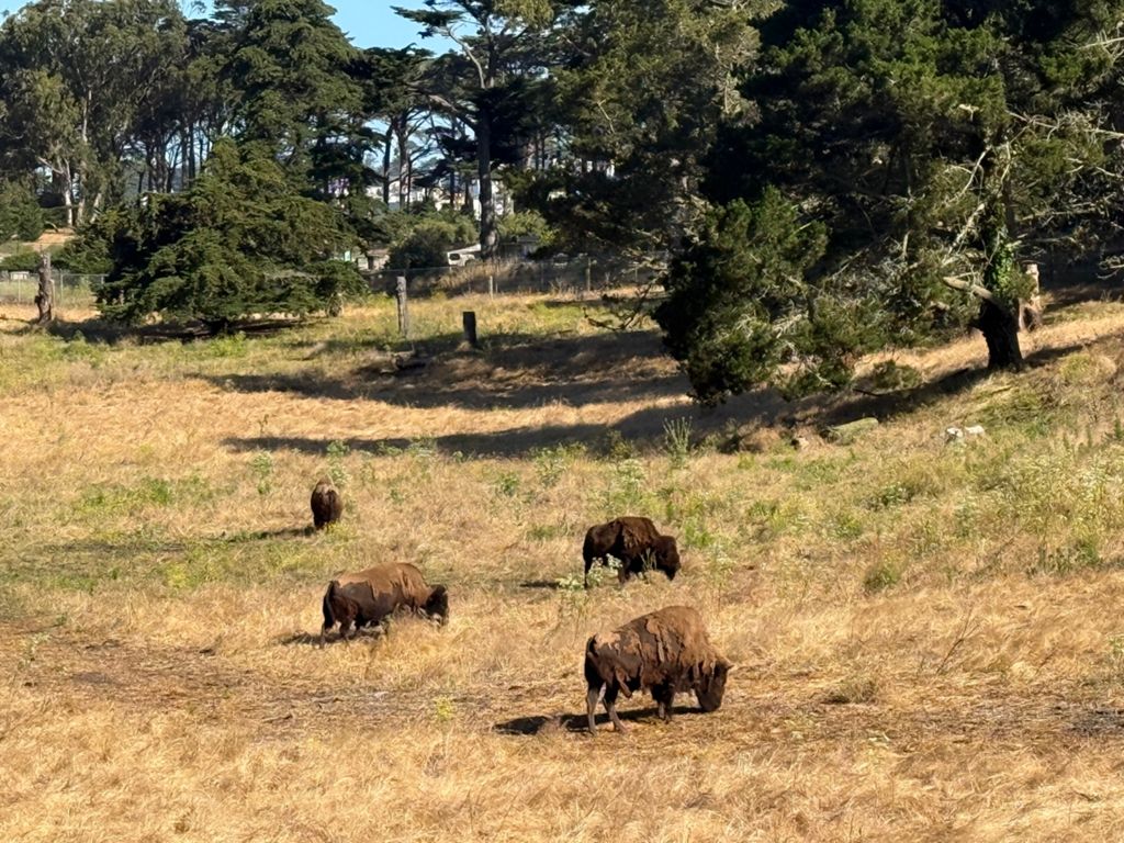 Butterlap (Presidio & Golden Gate Park) photo 124