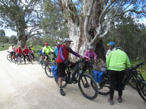 Regroup, with a large gum tree in the background.