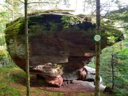 Crapahutage recherche infructueuse des têtes de lajus