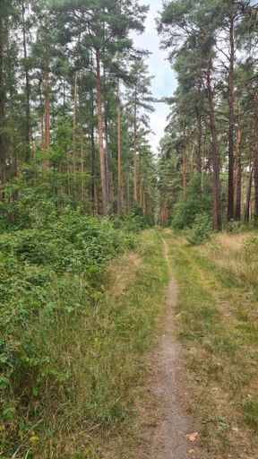 Zwischenzeitlich ein wenig zu viel Wald....🥴