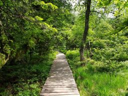 Wildenstein au Rainkopf