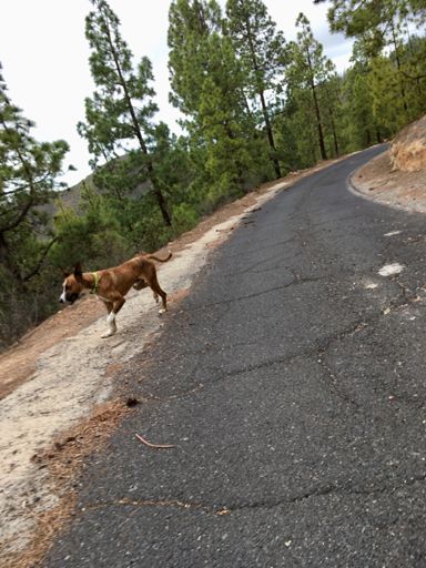 Ohne zu bellen begleitet er mich. Ich habe ihn Alberto genannt