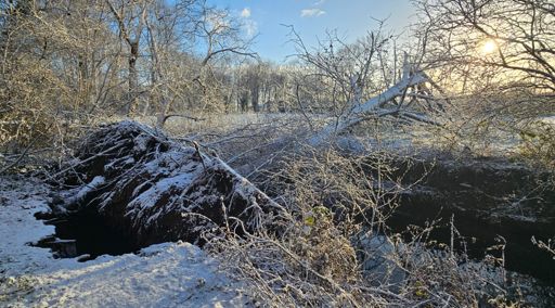 Boom valt over Mark en sleurt het pad mee