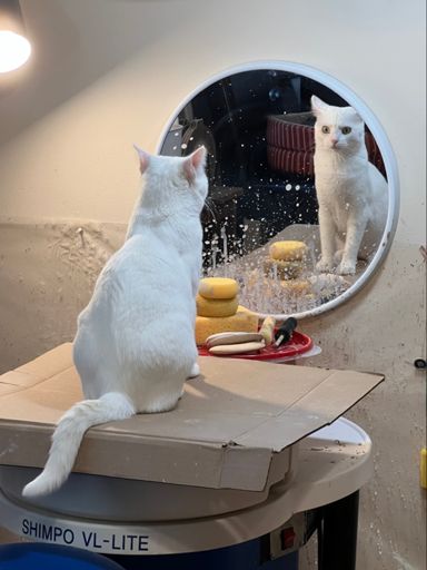 Self awareness?  Self reflection?