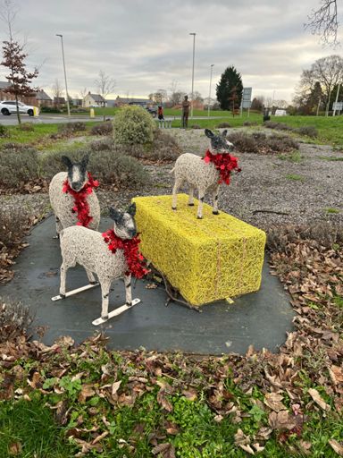 Looking a bit sheepish 😂🤣