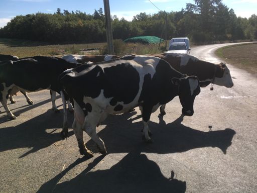 Bouchon sur la 4 voies !