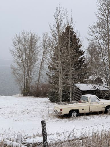 There are three bald eagles in the tree