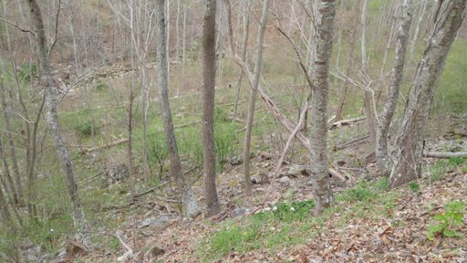 Momma and momma's boy are already hidden and headed up the slope, but brave Junior is slower getting out of sight...