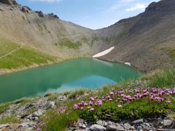 Rando fleurie autour du lac d’Allos