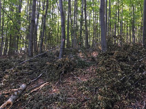 Lykožrút pilkový na červenej značke? No problem
