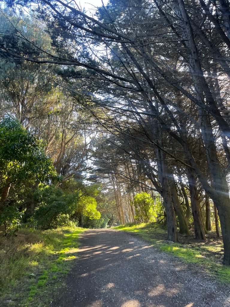 Butterlap (Presidio & Golden Gate Park) photo 187