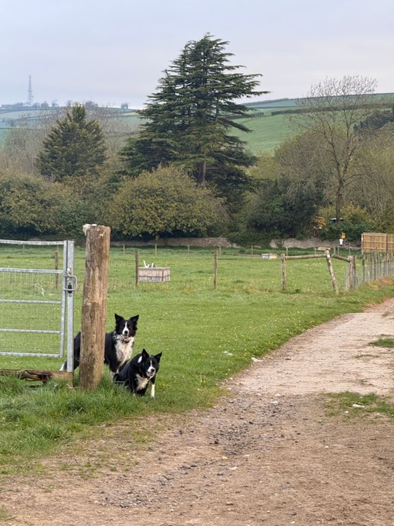 Morning Dog Walk