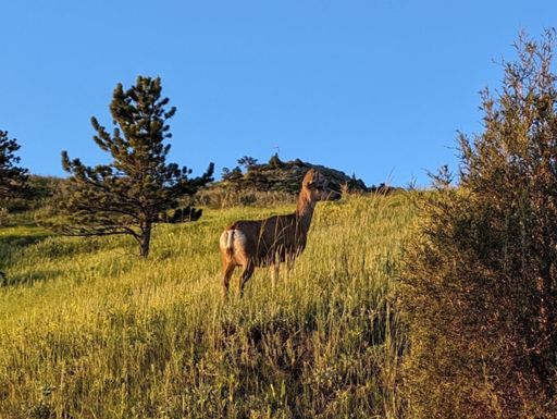 Deer on Lookout Mountain. It tried to crash a cyclist but failed.