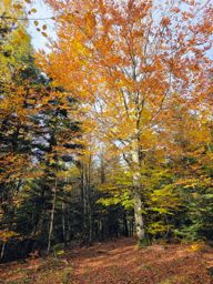 Saint Sauveur Pourrimont