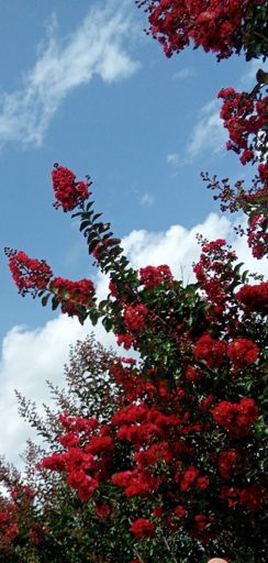 Le mie lagerstroemie 🤩