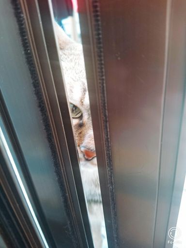 朝起きて、膝に激痛が走る。

嫌な予感。

度重なるクリート位置の変更にプラスして納車１週間足らずで800km走破したダメージだろうか。

部屋でゴロゴロしてると、｢早く外に出て自転車を漕ぐニャ！｣と見つめてくる。