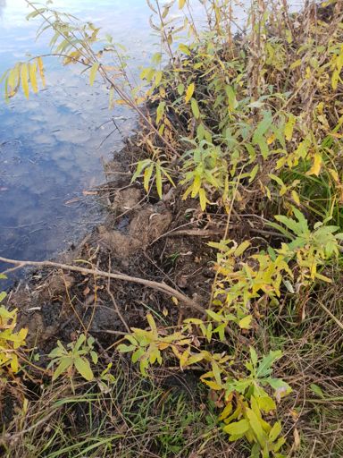 Похоже бобры лютуют