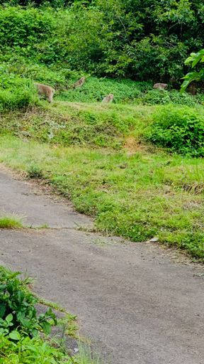 川場の野猿ども🐒