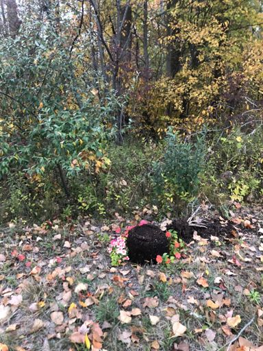 Still better than abandoning the dog in the woods