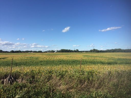Crops nearly ready to harvest.