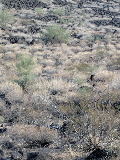 Spot the coyote 🐕