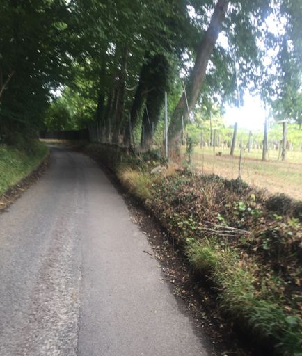 Vineyards near the top of the Dudley Lane climb.