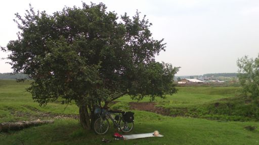 Село Тараса приютило меня. Поспал даже в обед часа полтора. Дерево с колючками. Кто знает название?