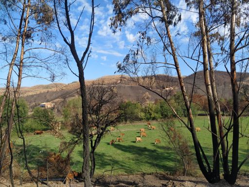 ha quedado verde entre tanto negro