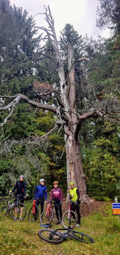 On se järkälemäinen.