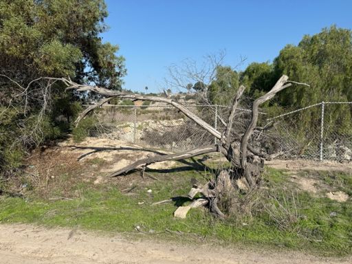 Gotta love dead trees