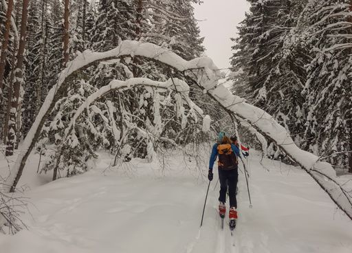 Природный заказник «Верховое болото Раменское».