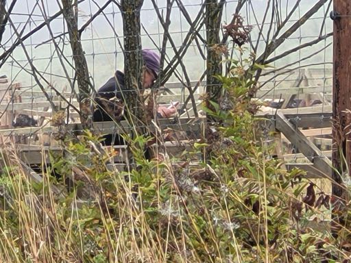 Pasterz wpatrzony w ekran komórki