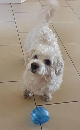 My little mate Buster....he was happy to see us back home