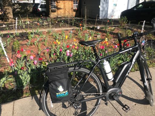 Some lovely tulips in this flower bed. I usually pass this on my ride home.
