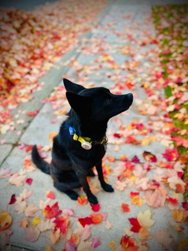 I mean as a (very) amateur runner I’m no stranger to having to find a bush to poop in, but I’ll defer to the expert ☝🏽 on why that particular bush is a personal favorite despite the many options available. 
