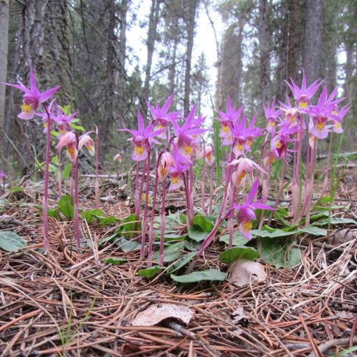 fairy slipper orchid
