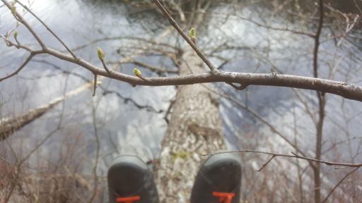 bättra på brännan på bäverträd vid bjän