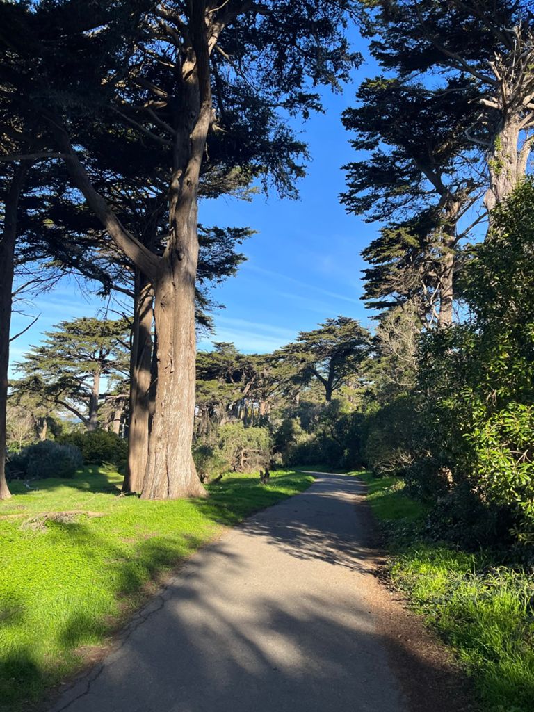 Butterlap (Presidio & Golden Gate Park) photo 60
