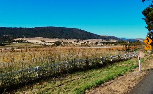 Bream Creek vineyard on Middle Tea Tree Rd