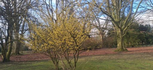 Wie zur gleichen Zeit im letzten Jahr, die ersten Frühlingsboten im Sentmaringer Park.