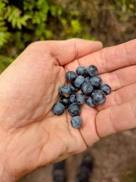 Cascade des Molières et Sapin sec