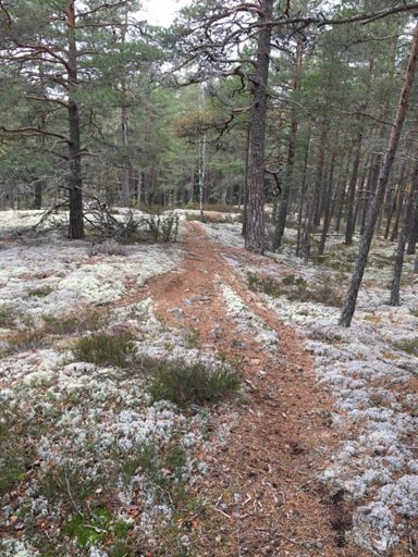 Ser nästan ut som snö 🤔