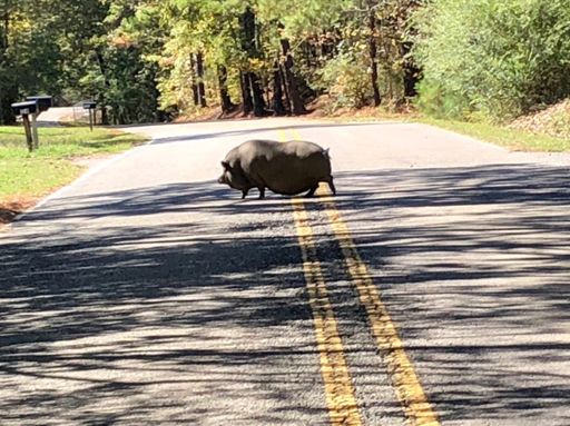 I could see this pig approaching from the right from about a quarter mile away so I got my phone out to take a pic of him crossing in front of me. I did not have to stop, but he had stopped in middle of road and I was in process of deciding to go around on the left bc he was short of the line and at that moment he started moving again so I snapped this pic and then had to change my line back to the right side of the road.