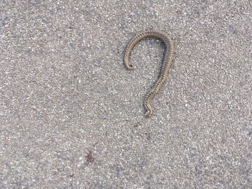 Dead adder at Whiteadder. I’ve never seen one before. (Sorry for the gore.)