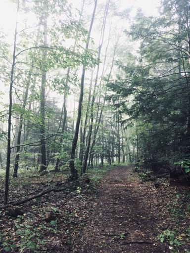 Up on Pocumtuck Ridge
