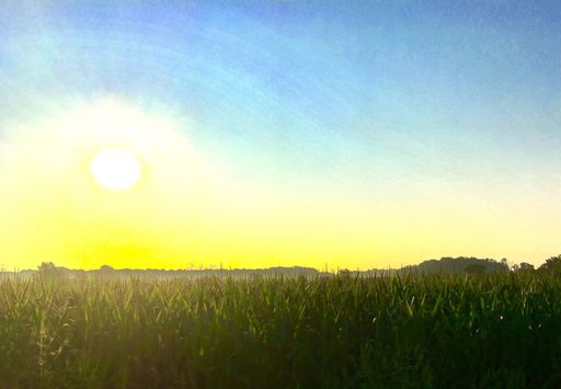 Wisconsin morning corn