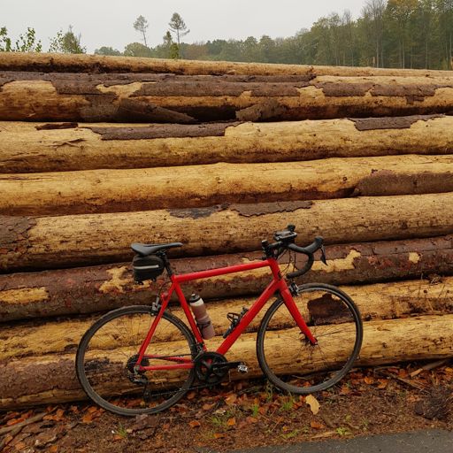 Im Kottenforst wird zur Zeit jede Menge Holz geschlagen.